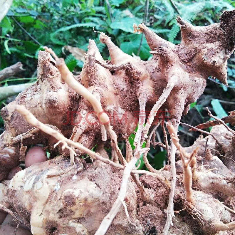 广东新鲜菝葜500克金刚刺 金刚藤根拔葜 菝契中药材泡酒 新鲜(现挖现