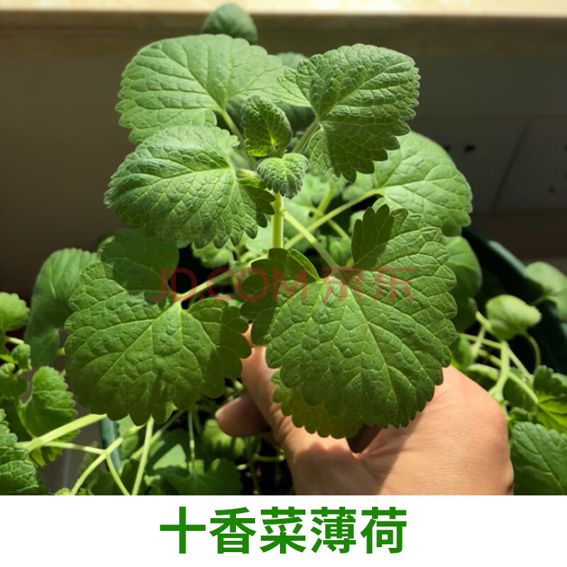 【十香菜薄荷种子200粒】 不含盆