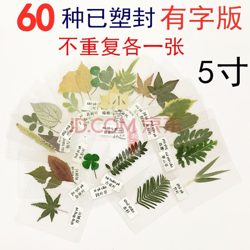 礼品 创意礼品 神至 天然干树叶真树叶标本 树叶 塑封植物标本大全