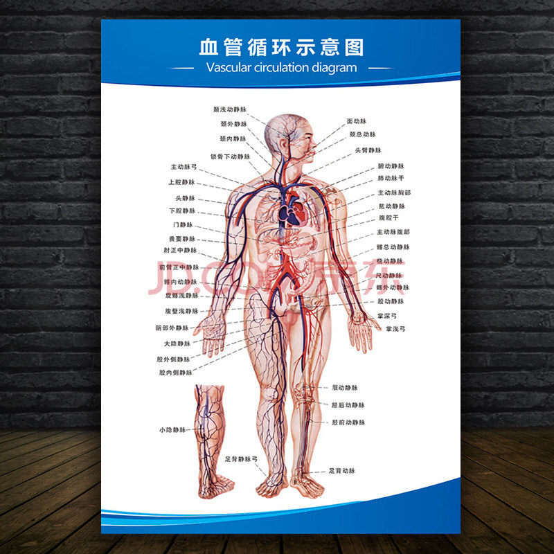 示意分布挂图肌肉解剖图身器官分布穴位图内脏结构图 4-人体血液循环