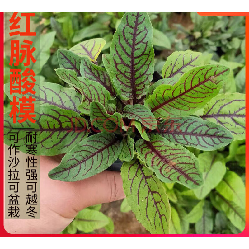 新款红脉酸模叶种籽摆盘沙拉点缀红柄香草春夏秋冬四季栽蔬菜种子 红