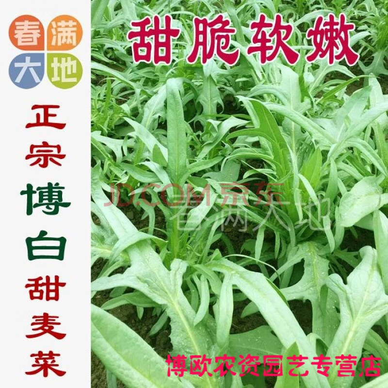 正宗广西博白甜脆麦菜种子 各种甜麦菜 花叶圆叶大叶甜唛高州苦麦