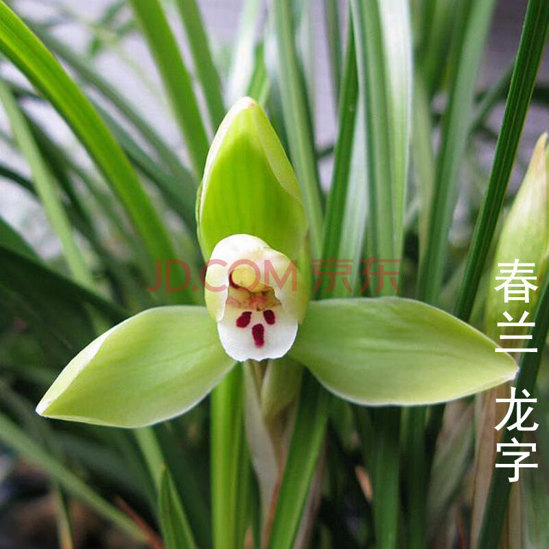 老八种兰花带花苞浓香型兰花苗盆栽好养花卉净化空气 春兰老八种-龙字