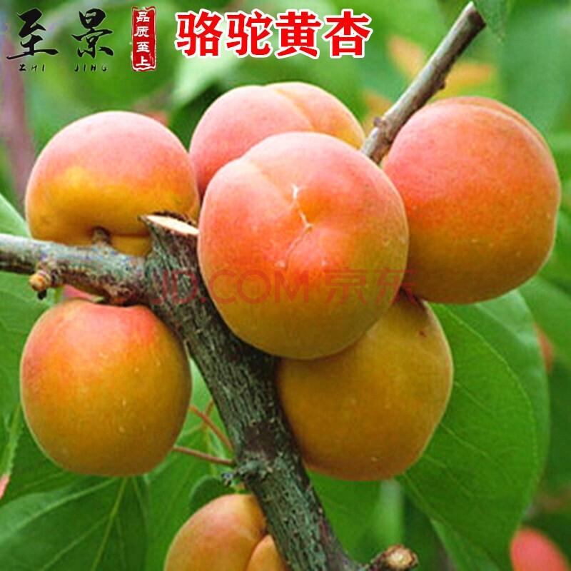 杏树苗杏子苗嫁接凯特杏金太阳杏沙金红杏子树苗杏梅树苗阳台盆栽果树