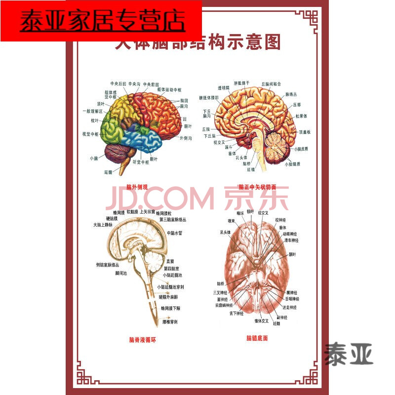 器官示意图内脏结构图穴位图人体肌肉解剖图海报 人体脑部结构示意图