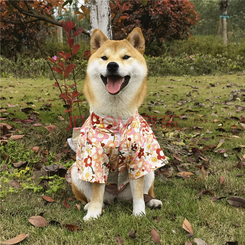 锦鲤和风日本柴犬柯基衣服拍照和服浴衣 繁花 s(胸围32-39cm)参考5-9