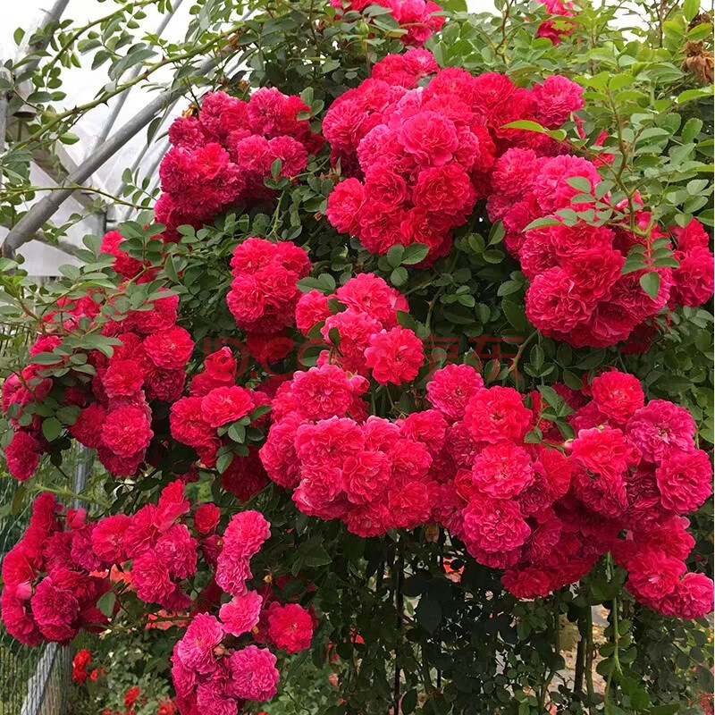 本月季四季开花庭院花墙爬藤蔷薇花苗阳台攀援花卉盆栽植物 红罗莎莉