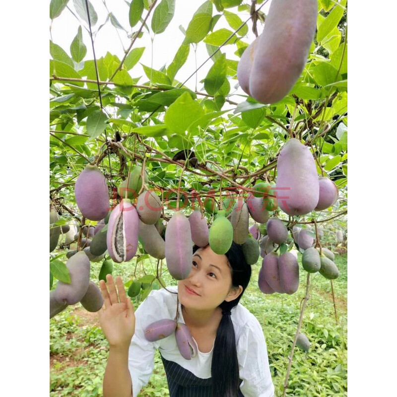 八月瓜苗8月炸苗树苗九月黄苗果苗果树苗三叶木通苗树