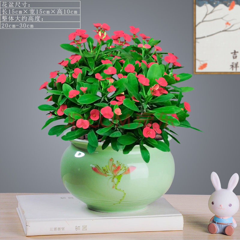 海棠花盆栽好养铁海棠四季开花室内客厅绿植虎刺梅花卉观花植物 铁