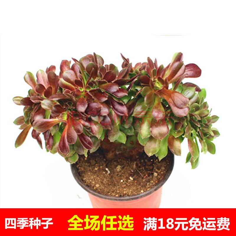 欧紫法师缀化黑法师多肉缀化玫瑰法师缀化万圣节缀化嘉年华缀化韶修