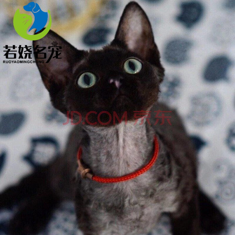 【30天健康保障】德文卷毛猫幼猫幼崽纯种猫咪活体德