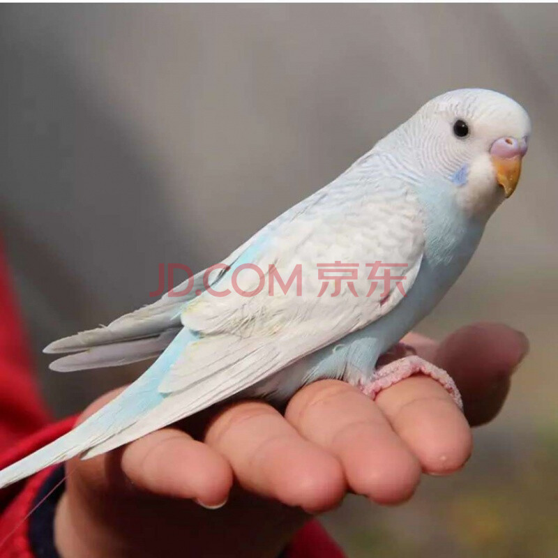 虎皮鹦鹉活鸟手养鸟会说话鹦鹉宠物鹦鹉活体鹦鹉送运输笼 【易说话鸟