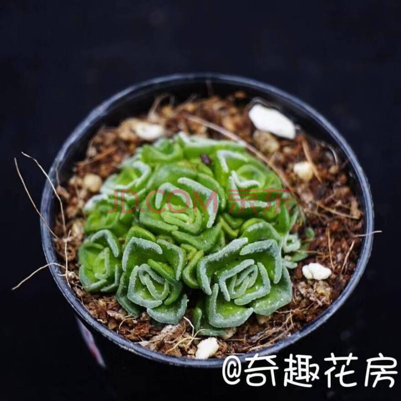 绒塔多肉植物青锁龙科花椿玉稚儿银蚕办公室迷你盆栽四海波漂流岛苏乃