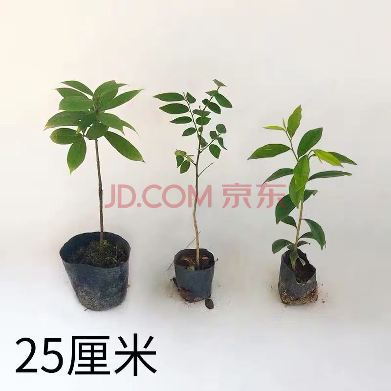 正宗名贵苗木金丝楠木树苗海南沉香树苗黄花梨树苗小叶紫檀树苗 金丝