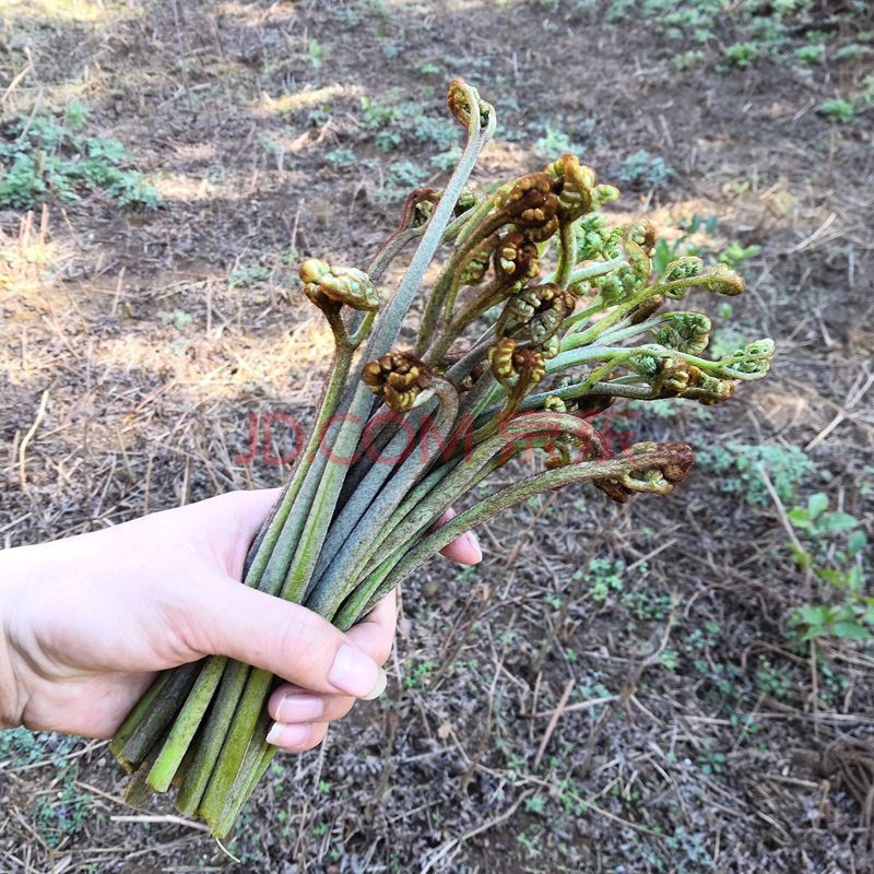 【京喜好货】蕨菜新鲜野生现摘甜蕨山 野菜现摘结菜时令蔬菜厥菜蕨苔