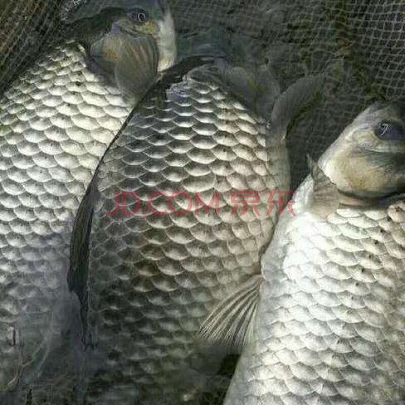 【店铺推荐】工程鲫鱼湘云鲫中科五号鲫鱼苗淡水活体草鱼苗鲤鱼胖头鱼