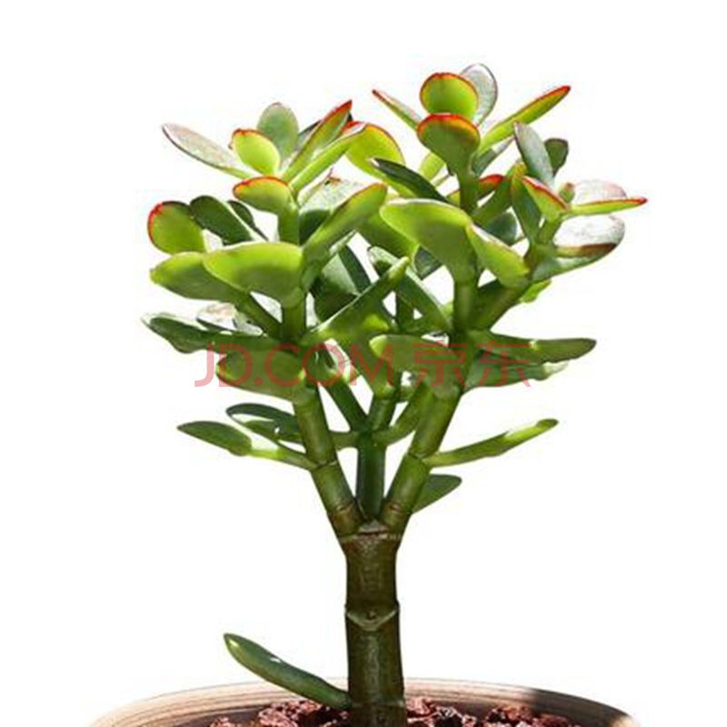 红边玉树盆栽姬红花月老桩大型多肉黄金花月锦植物三色大叶玉树锦