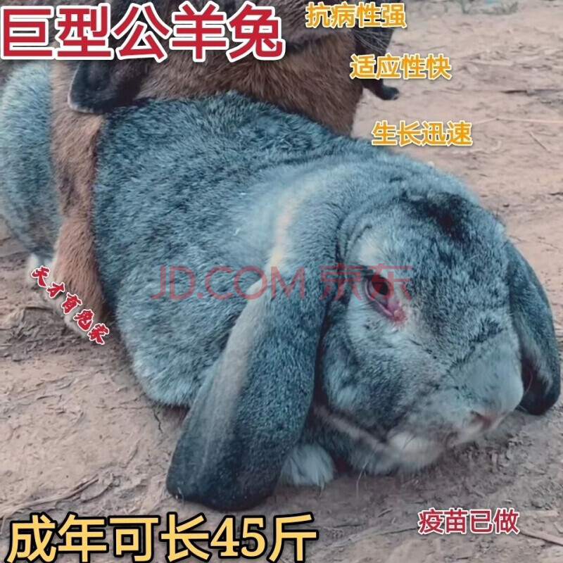 店铺推荐公羊兔活体巨无霸兔子公羊兔巨兔活体大型肉兔可长45斤包活