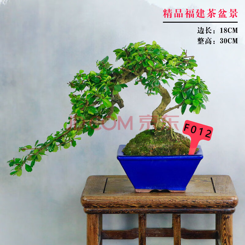一物一拍精品老桩福建茶盆景办公桌客厅阳台树桩盆景四季常青送礼