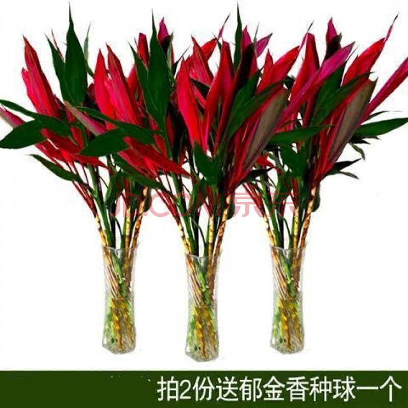 富贵竹红色紫叶红叶红富贵竹观音水养节节高水养四季朱蕉盆栽 富贵竹