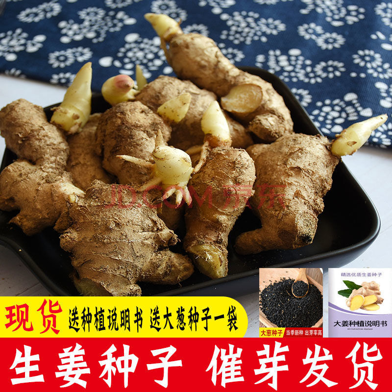 姜种子批发催芽山东大姜种生姜种子老姜黄姜籽姜苗1/2/5/9斤 精选装 5