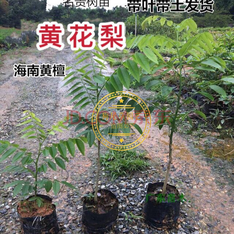 正宗海南黄花梨树苗名贵小苗黄花梨黄檀木降香黄檀带叶子带土发货 50