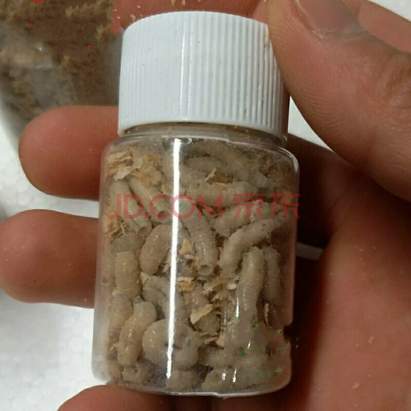 钓鱼活蛆肉蛆大蛆红色蛆虫活体白蛆活饵活虫蛆牙子瓶装昆虫鱼饵 白蛆5