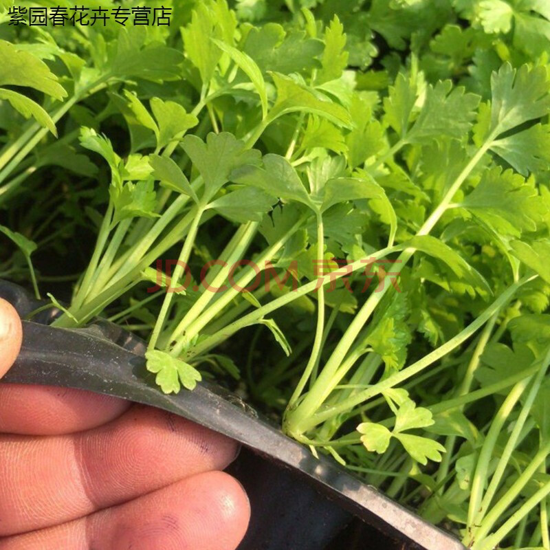 园艺芹菜苗幼苗芹菜秧子苗蔬菜苗西芹秧苗根盆栽蔬菜苗阳台四季播