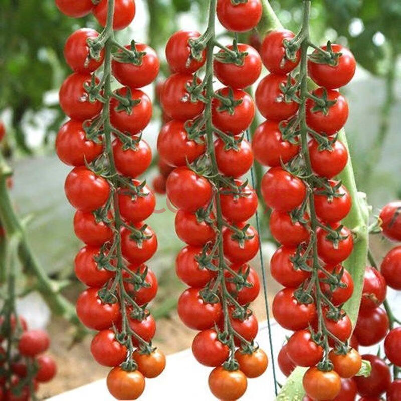 小西红柿秧苗番茄苗千禧超甜圣女果四季阳台盆栽优质小番茄蔬菜苗