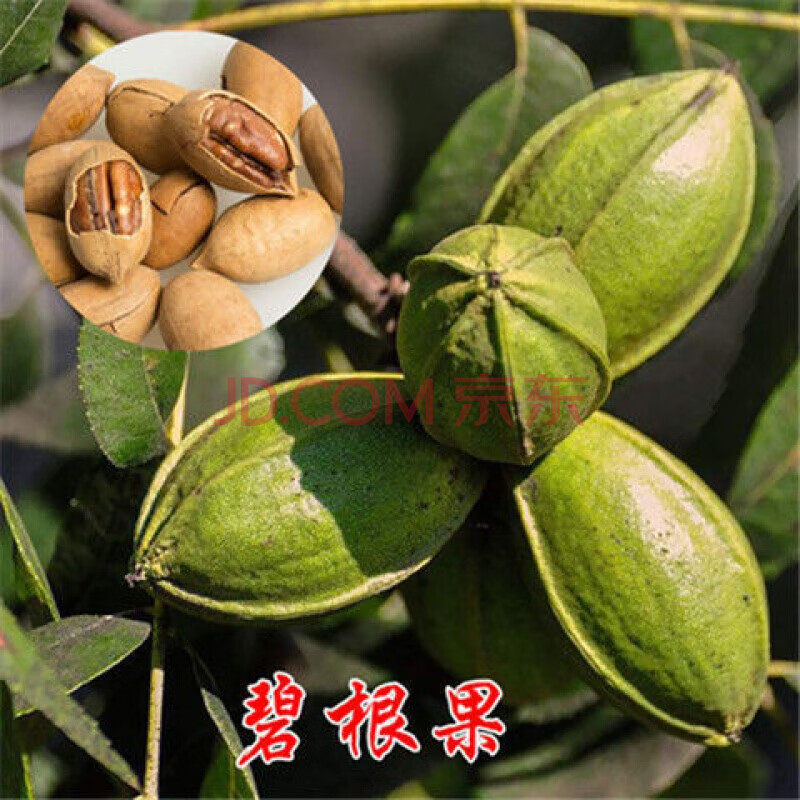 树苗地栽庭院薄皮8518美国核桃纸皮当年结果南北方种植果树苗碧根果十