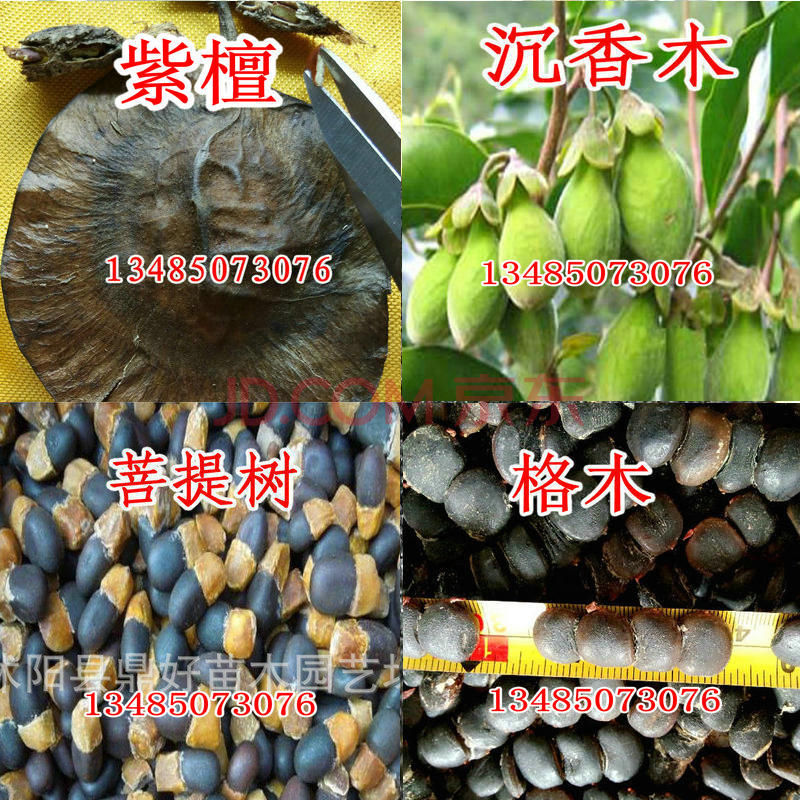 小叶紫檀种子盆栽印度檀香紫檀白檀海南沉香木菩提树格木种子qcdd