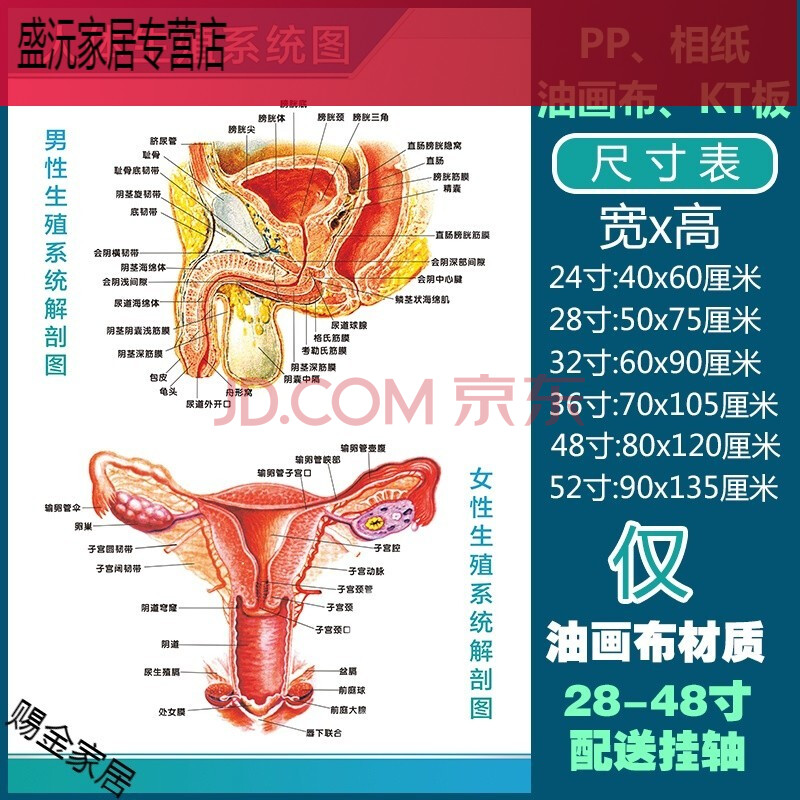 人体解剖彩色学骨骼结构图神经肌肉五脏六腑淋巴示意解刨器官挂图(默