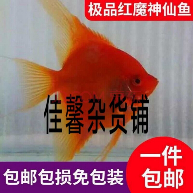 【京东】红魔鬼神仙鱼燕鱼净版无黑斑热带观赏鱼活燕鱼活报损 红魔鬼