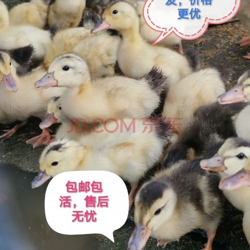 【京东推荐】鸭苗,小鸭子,脱温鸭,半大鸭,活体鸭子,金锭蛋鸭,水鸭麻鸭