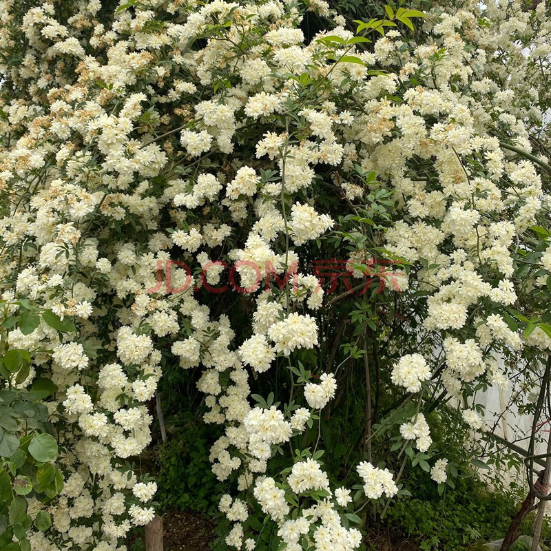 四季红木香花藤蔓甜蜜木香花苗爬藤植物庭院阳台花园