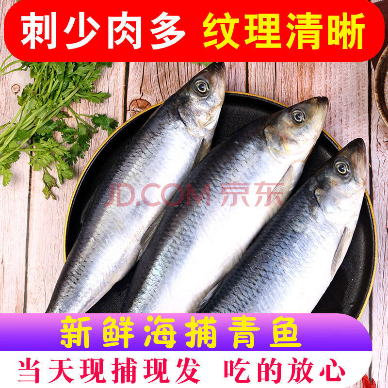 海青鱼新鲜整条鱼海鲜水产品深海青鱼淡水鱼沙丁鱼 素馨依水 200-300g