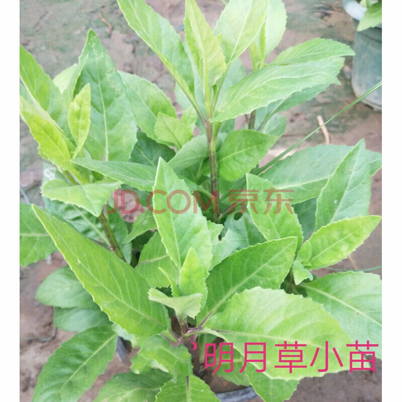 金鸡毛草 明月草盆栽苗 金鸡毛草 白背三七苗植物盆栽