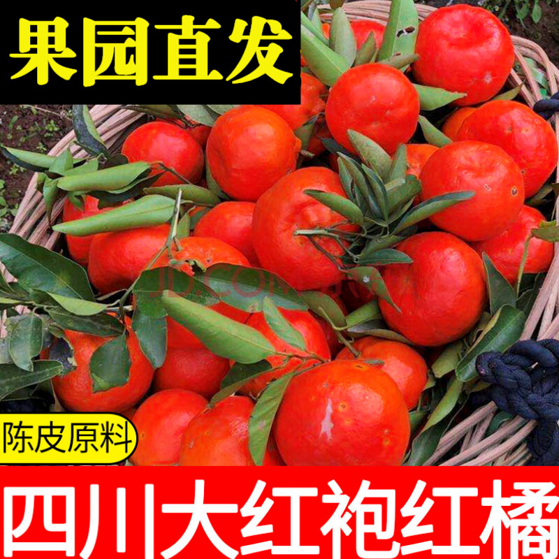 【2021年头茬】四川红橘 正宗万州古红桔 重庆大红袍桔子 陈皮原料