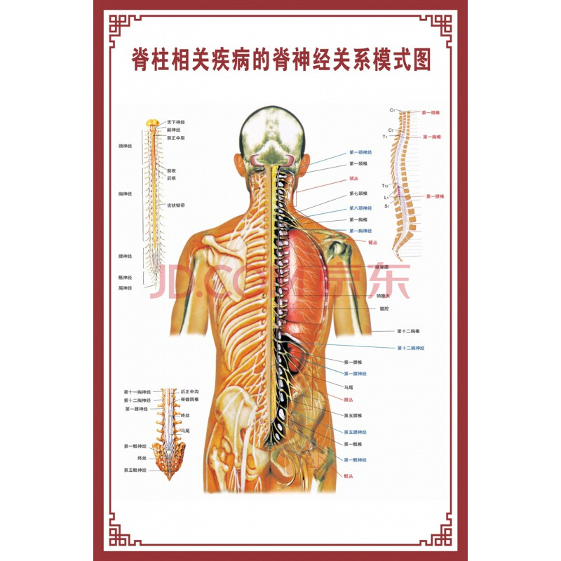 人体骨骼示意图 pp胶(背面带 脊柱相关疾病的脊神经关系模式图 【24寸