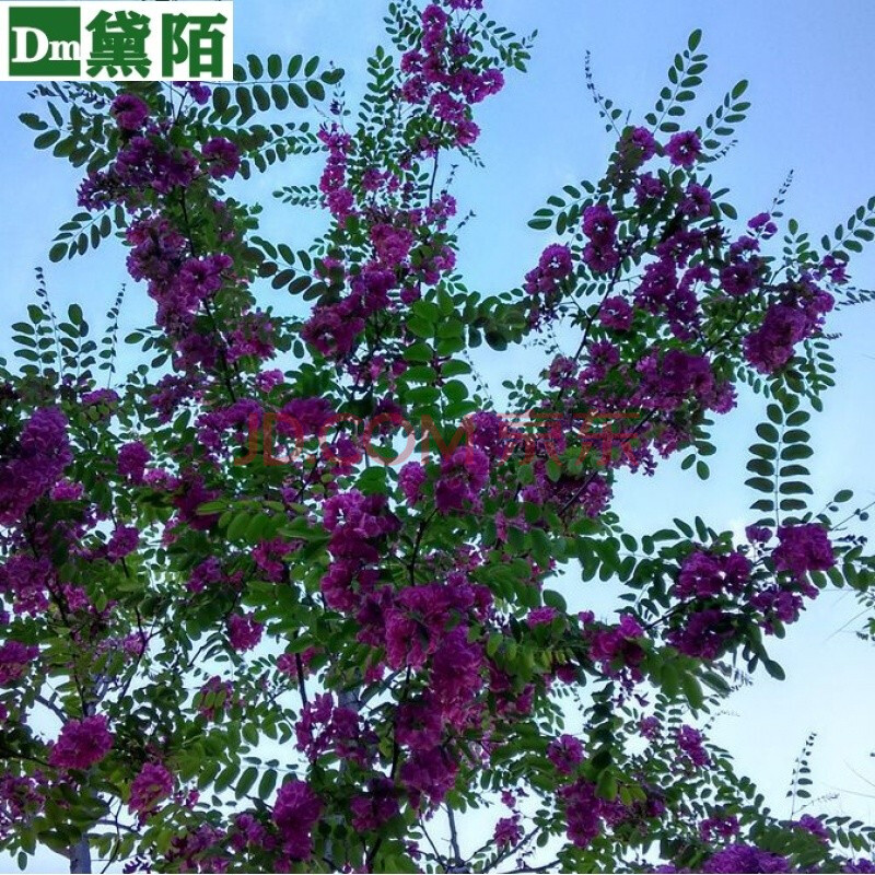 树苗富贵树槐花苗红花槐树苗庭院绿化花卉花园植物洋槐树苗 紫花4年苗