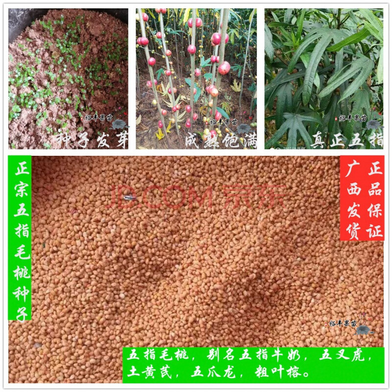 伊织春 广西正宗五指毛桃种子种苗2020新鲜成熟五指牛奶五叉虎种子