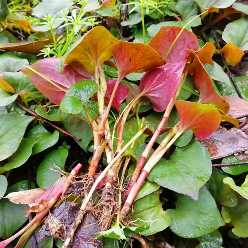 新鲜鱼腥草嫩芽野生折耳根江西现挖现发冰袋泡沫箱发货 3斤