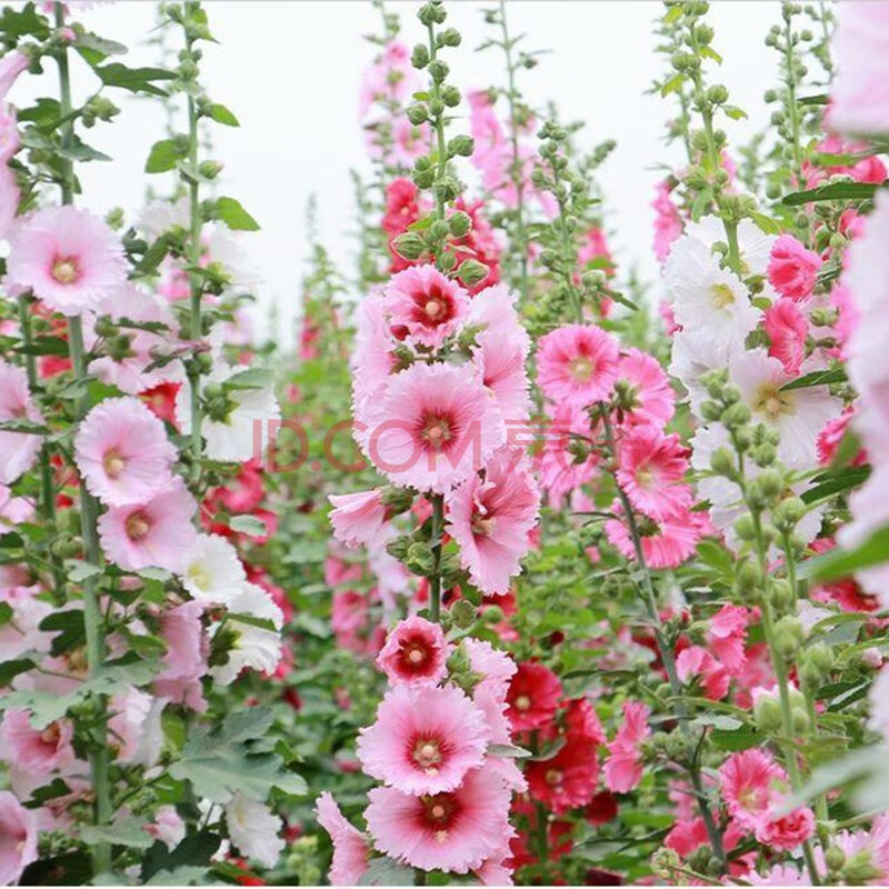 蜀葵花种子多年生四季易种宿根花卉种子一丈红公园花海庭院观赏盆栽花