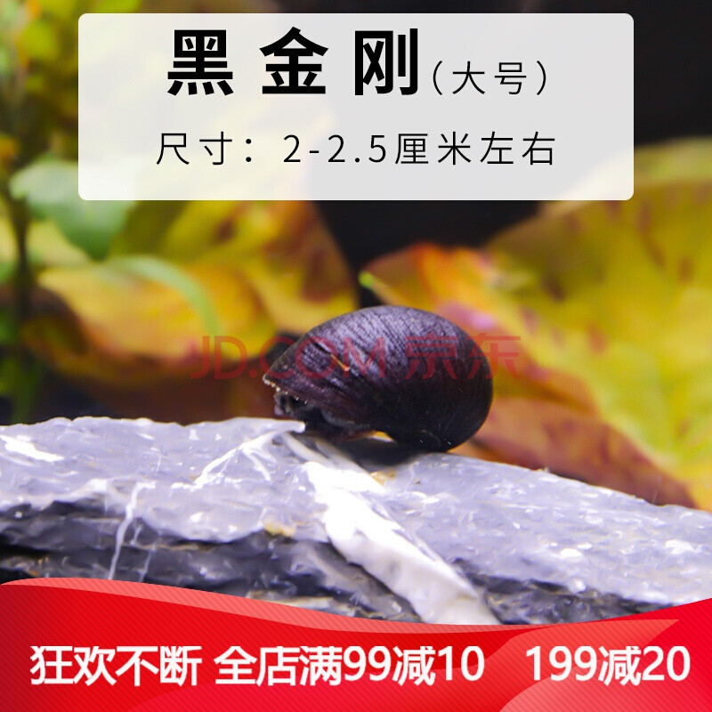 大号黑金刚螺活体淡水鲍鱼螺军帽螺鱼缸清洁吃藻生命力强 黑金刚螺