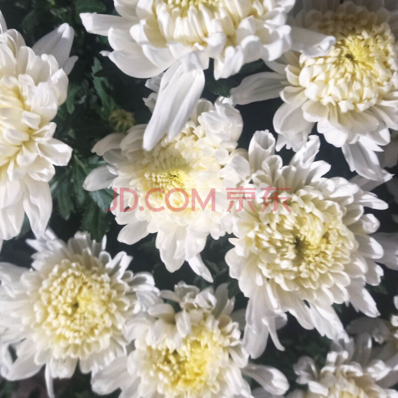 轻奢芊阙鲜花白菊花祭祀冬至清明扫墓专用白菊黄菊鲜花基地现采现发 5