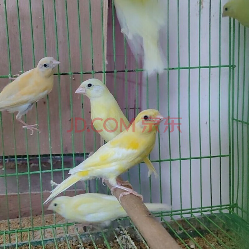 【店铺推荐】活体玉鸟辣椒红山东黄白玉蜡黄扬州黄桂皮观赏鸣叫鸟