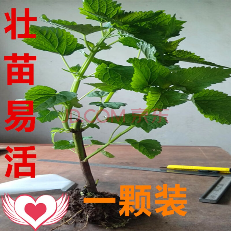 大叶薄荷鱼香草五香叶新鲜蔬菜盆栽 薄荷味藿香大壮苗1棵 送种植技巧