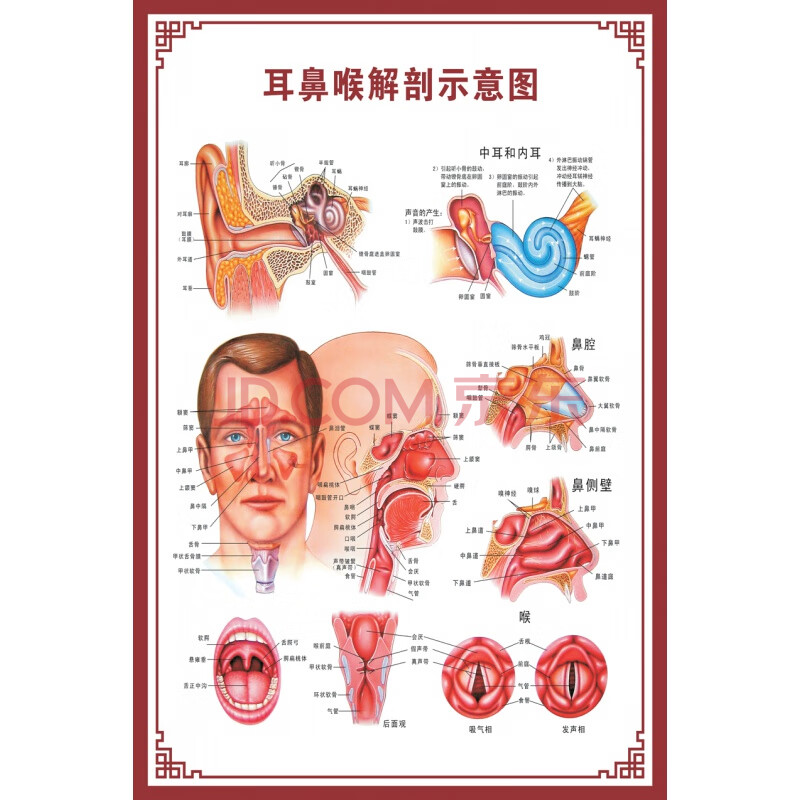 示意图医学骨骼肌肉器官血管血液结构图医院海报 耳鼻喉解剖示意图