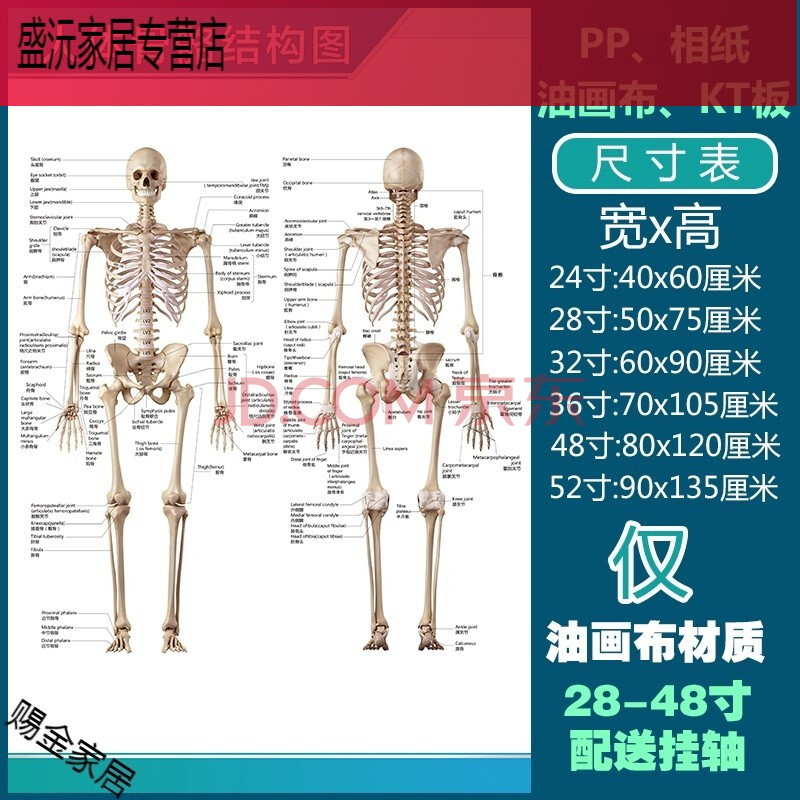 需要其他联系客) 人体骨骼结构图 36寸:70x105厘米