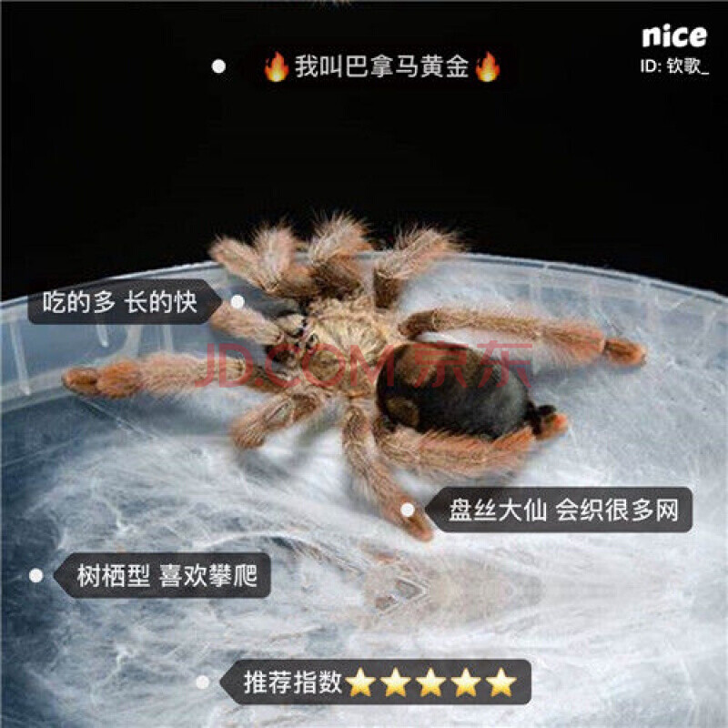 蜘蛛活体宠物蜘蛛异宠智利火玫瑰蜘蛛新手蜘蛛温顺 巴拿马黄金4-5cm